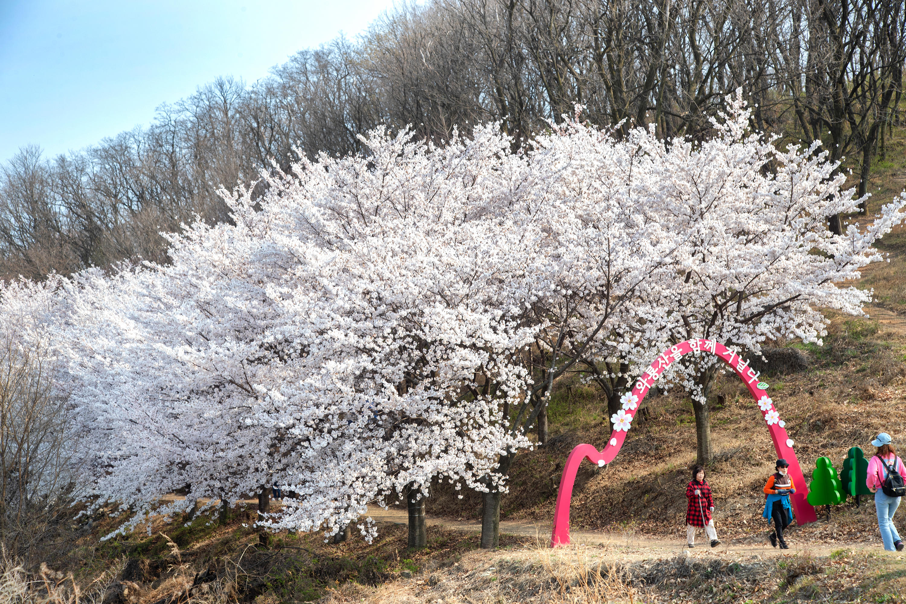 와룡산 진달래 군락지 (3.28 와룡산 용미봉 일대) 8