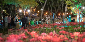 상중이동 그린웨이 꽃무릇 음악회(9.14 백합원 광장)