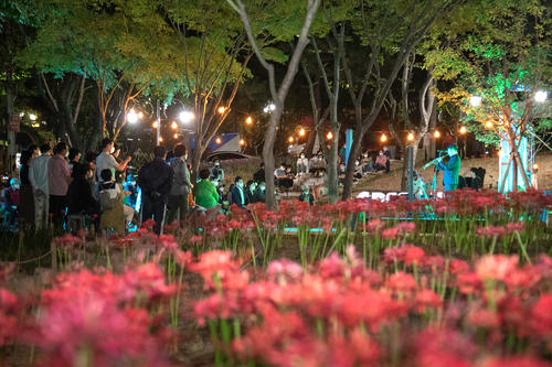 상중이동 그린웨이 꽃무릇 음악회(9.14 백합원 광장)