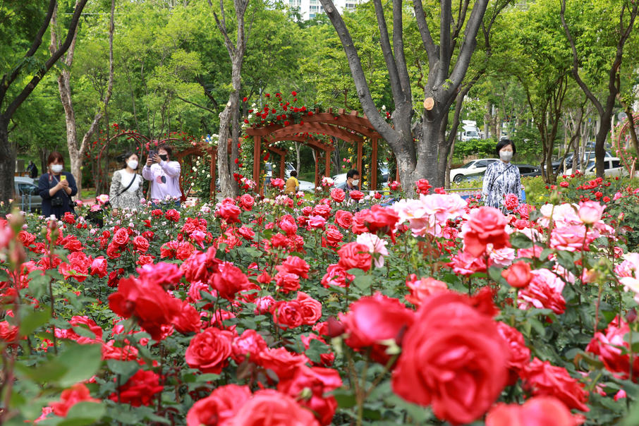 2021년 5월 만개한 장미 정원 모습