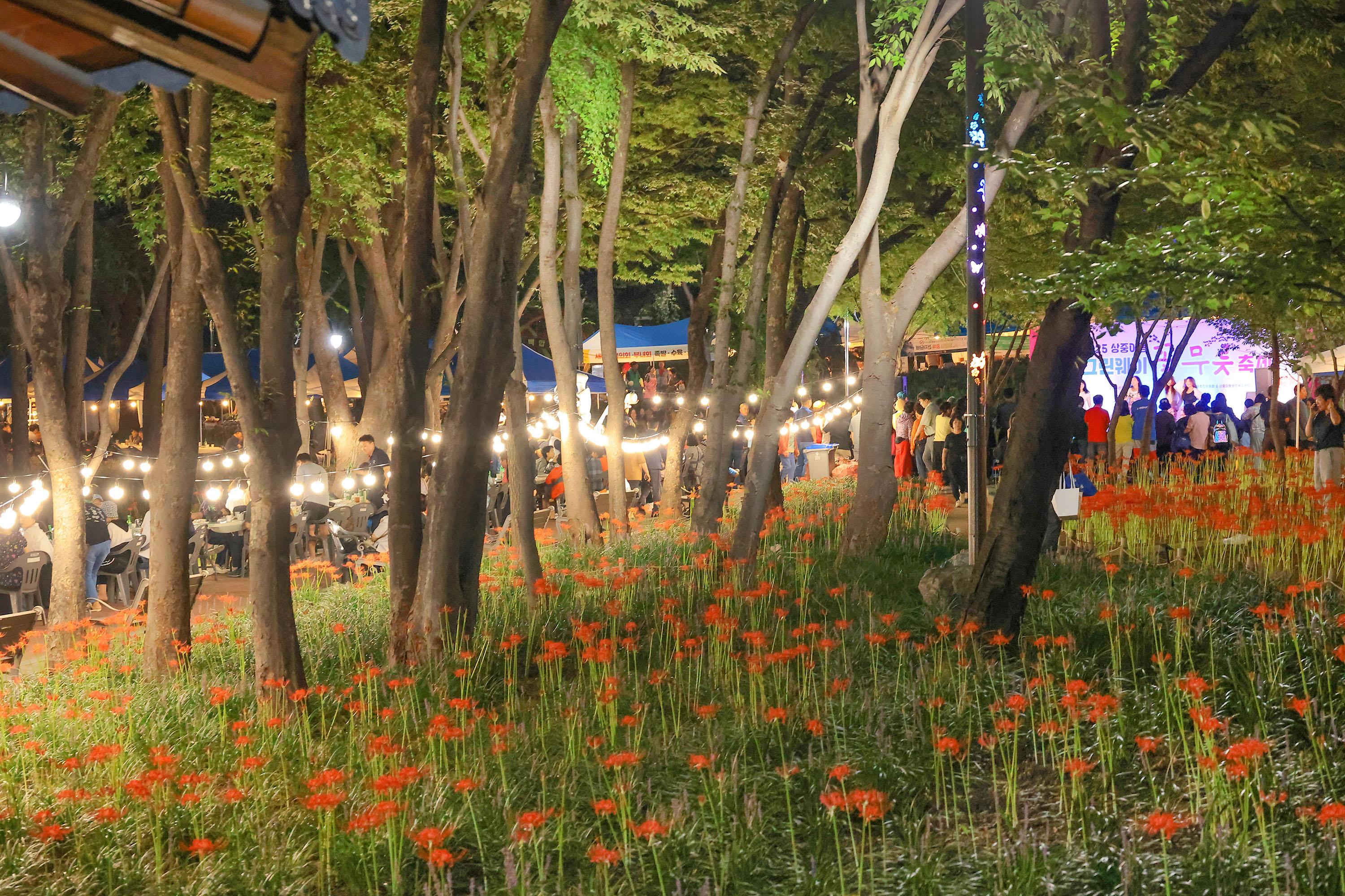 상중이동 그린웨이 꽃무릇 축제(9.19 그린웨이 백합원) 
